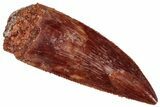 Serrated, Raptor Premaxillary Tooth - Real Dinosaur Tooth #291529-1